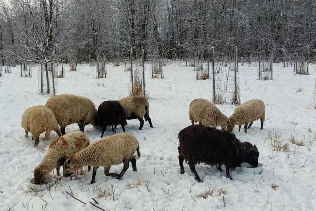 Chalet Boruvka - Biofarma Na Samote V Lesich Benesov  Exterior foto