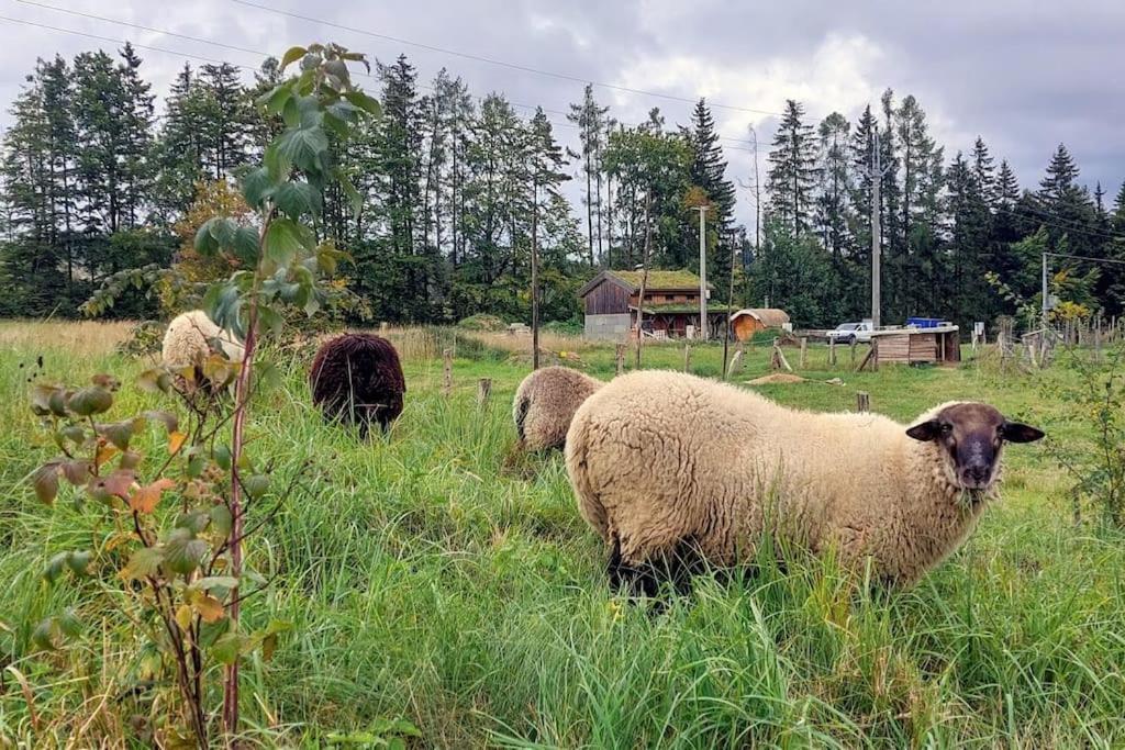 Chalet Boruvka - Biofarma Na Samote V Lesich Benesov  Exterior foto