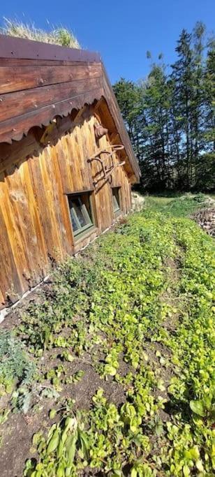 Chalet Boruvka - Biofarma Na Samote V Lesich Benesov  Exterior foto